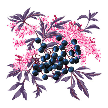 Black elderberry branch with berries and leaves. Elder flower blossom.