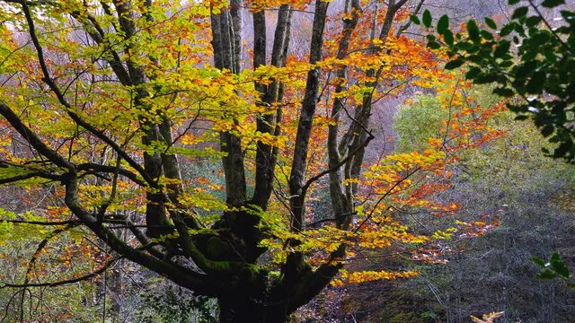 Beech forest in autumn in the Gorbeia Natural Park between Alava and Bizkaia, Basque Country, Spain, Europe