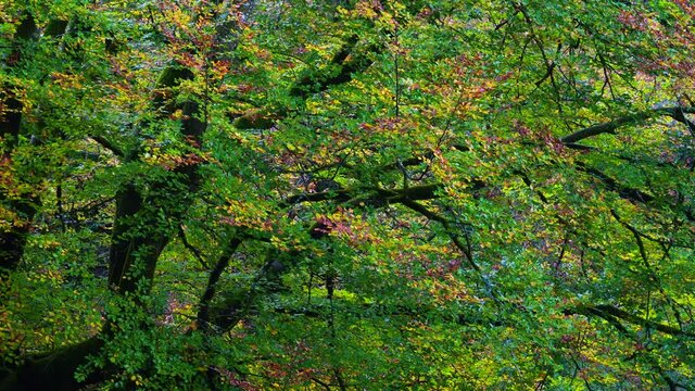 Beech forest in autumn in the Gorbeia Natural Park between Alava and Bizkaia, Basque Country, Spain, Europe