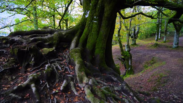 Beech forest in autumn in the Gorbeia Natural Park between Alava and Bizkaia, Basque Country, Spain, Europe