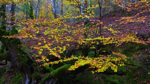 Beech forest in autumn in the Gorbeia Natural Park between Alava and Bizkaia, Basque Country, Spain, Europe