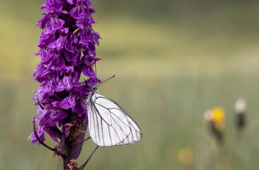 Black-veined White butterfly, Aporia crataegi and Heath Spotted Orchid or Moorland Spotted Orchid (Dactylorhiza maculata)