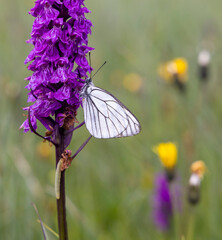 Black-veined White butterfly, Aporia crataegi and Heath Spotted Orchid or Moorland Spotted Orchid (Dactylorhiza maculata)