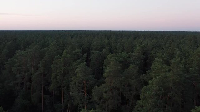 Flying over Endless infinity Wild Pine Forest. Can't see the end. 