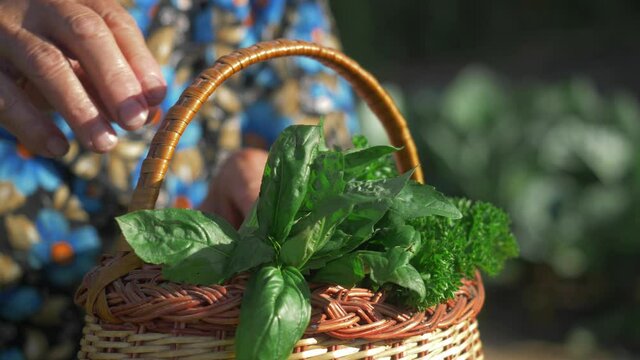 fresh herbs in hands of grandma. senior woman holding herbs cut in home garden, rustic background. vegetable garden, organic food, home garden.