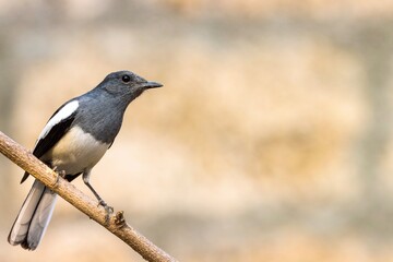 Oriental magpie robin bird standing on branch. Copsychus saularis. Magpie robin bird. 