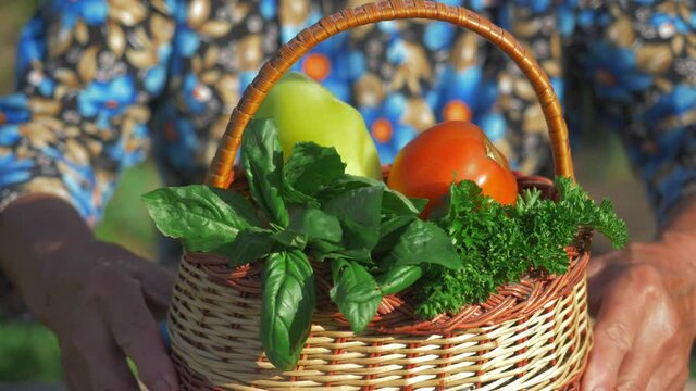 fresh herbs in hands of grandma. senior woman holding herbs cut in home garden, rustic background. vegetable garden, organic food, home garden.