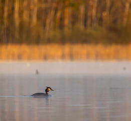Great Crested Grebe (Podiceps cristatus), Southern Bohemia, Czech Republic
