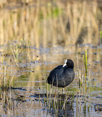 Black coot (Fulica atra, Fulica prior), Southern Bohemia, Czech Republic