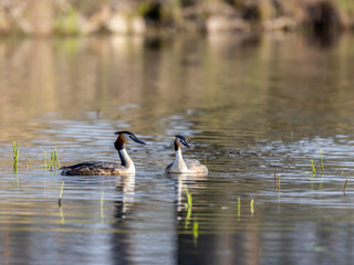 Great Crested Grebe (Podiceps cristatus), Southern Bohemia, Czech Republic