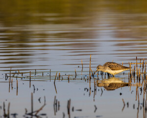 Common Greenshank (Tringa nebularia), Dehtar pond, Southern Bohemia, Czech Republic