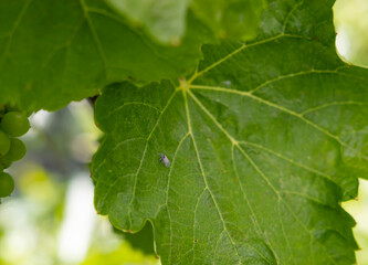 Aphid rhubarb (viteus vitifoliae) improperly called before Phyloxera on vine leaves