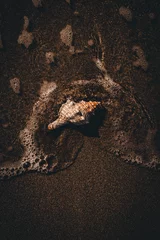 Fotobehang Donkerbruin Zee spatten op zeeschelp op zandstrand