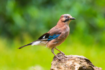 Eurasian jay Garrulus glandarius bird perched in a forest tree