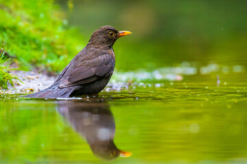 Closeup of a Common Blackbird male, Turdus merula washing, preening, drinking and cleaning in water.