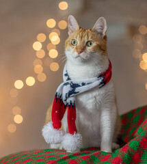 cat wearing christmas scarf with bokeh lights on background