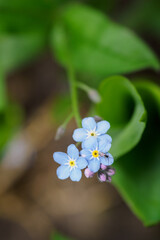 Blue blossoms out in nature.