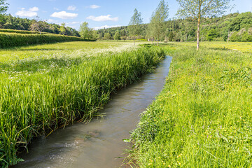 Fototapeta na wymiar The infant River Coln in June near the Cotswold village of Yanworth, Gloucestershire UK
