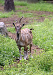 A goat on a path in the forest