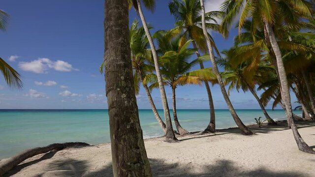 Caribbean beach with a lot of palms and white sand, Dominican Republic
