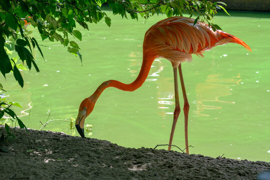 Pink flamingo in the shade of a tree near the lake