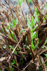 Fresh green leaves of lavender blossoming on the trimmed trunk of the plant.