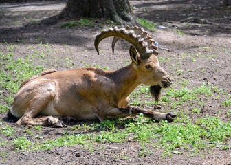A goat with big horns lies in a clearing, peering into the distance