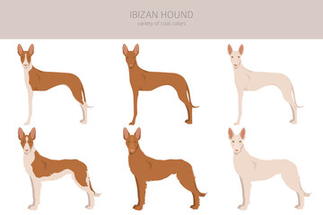 Ibizan hound clipart. Different poses, coat colors set.