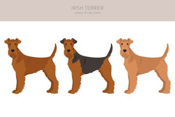 Irish terrier clipart. Different poses, coat colors set