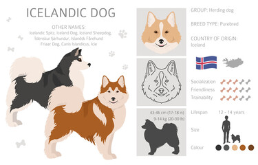 Icelandic dog clipart. Different poses, coat colors set