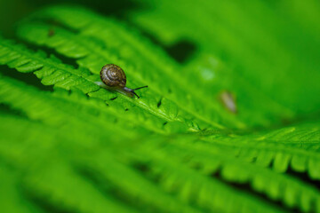 A little snail crawling on the green leaves of a fern. 