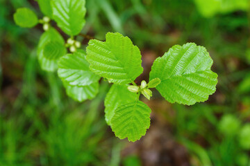 Fresh and young green leaves of alder on a branch.