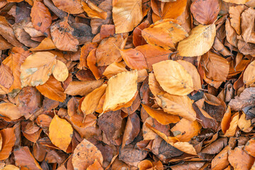 Closeup of fallen beech leaves lying on the ground. The photo was taken on a sunny day in the...