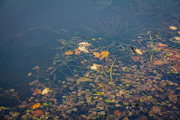 Withering leaves of Hydrocharis on the water surface of a forest lake on a clear autumn day