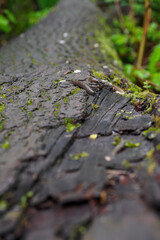 A brown slug crawling on a fallen tree trunk. 