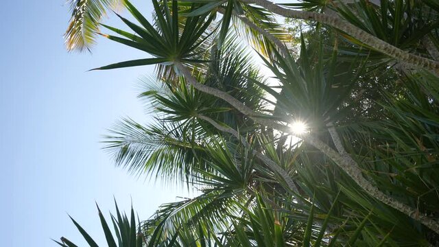 Green palm tree on blue sky background. Paradise plase in Domenican republic