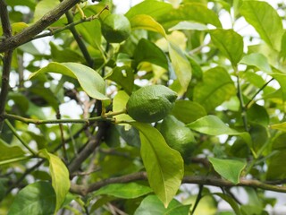 緑色の新鮮なレモンの実