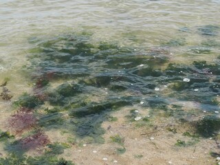海の中を漂う海藻