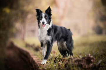 Border collie dog black and white portrait