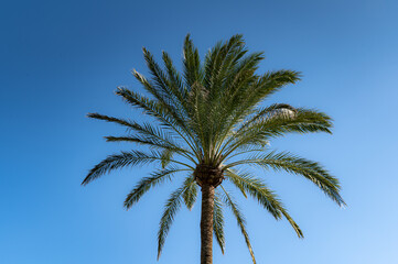 Obraz na płótnie Canvas Palm trees during sunny day