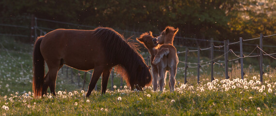 Iceland horse with foals playing on pasture.