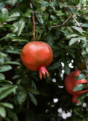 The pomegranate fruit grows on a pomegranate tree in the garden. Pomegranate fruit close-up.