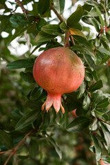 The pomegranate fruit grows on a pomegranate tree in the garden. Pomegranate fruit close-up.