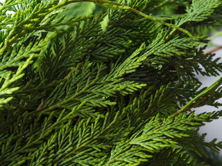 Winter green coniferous thuja branches detail on gray background