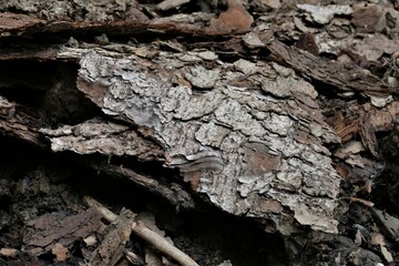 Baumrinde auf dem Waldboden