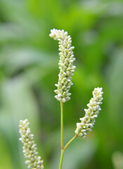 Weeds of Persicaria lapathifolia grow in the field