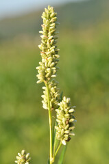 Fototapeta premium Weeds of Persicaria lapathifolia grow in the field