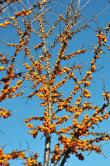 Branch of sea buckthorn (hippophae rhamnoides) with ripe berries