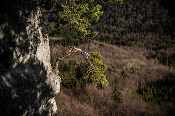 Nadelbaum in Bonsaiform auf Felsvorsprung bei Hohenzollern auf der schwäbischen Alb