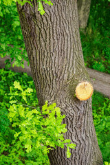 New cuts to the branch at the trunk of the green-leafed oak tree.